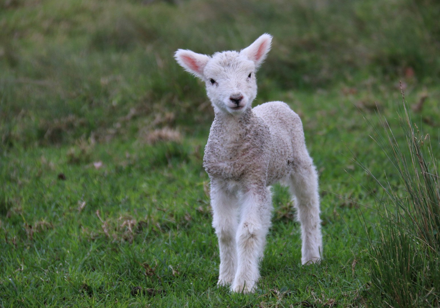 Lamb to the Slaughter